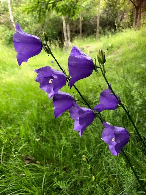 Bondens Marked på Birkelunden