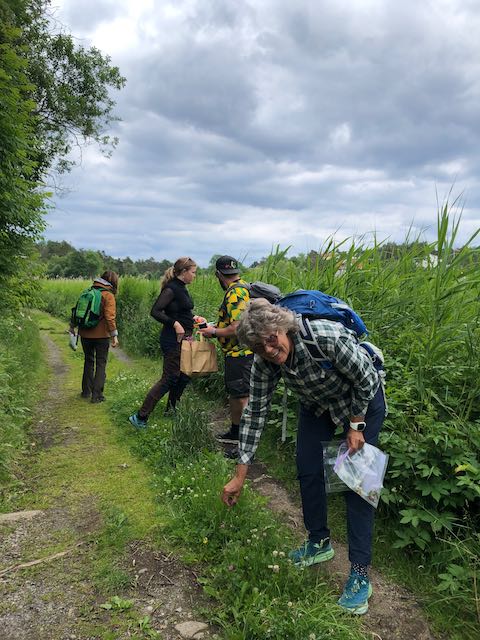 Sanking av vildgjær til Mjød