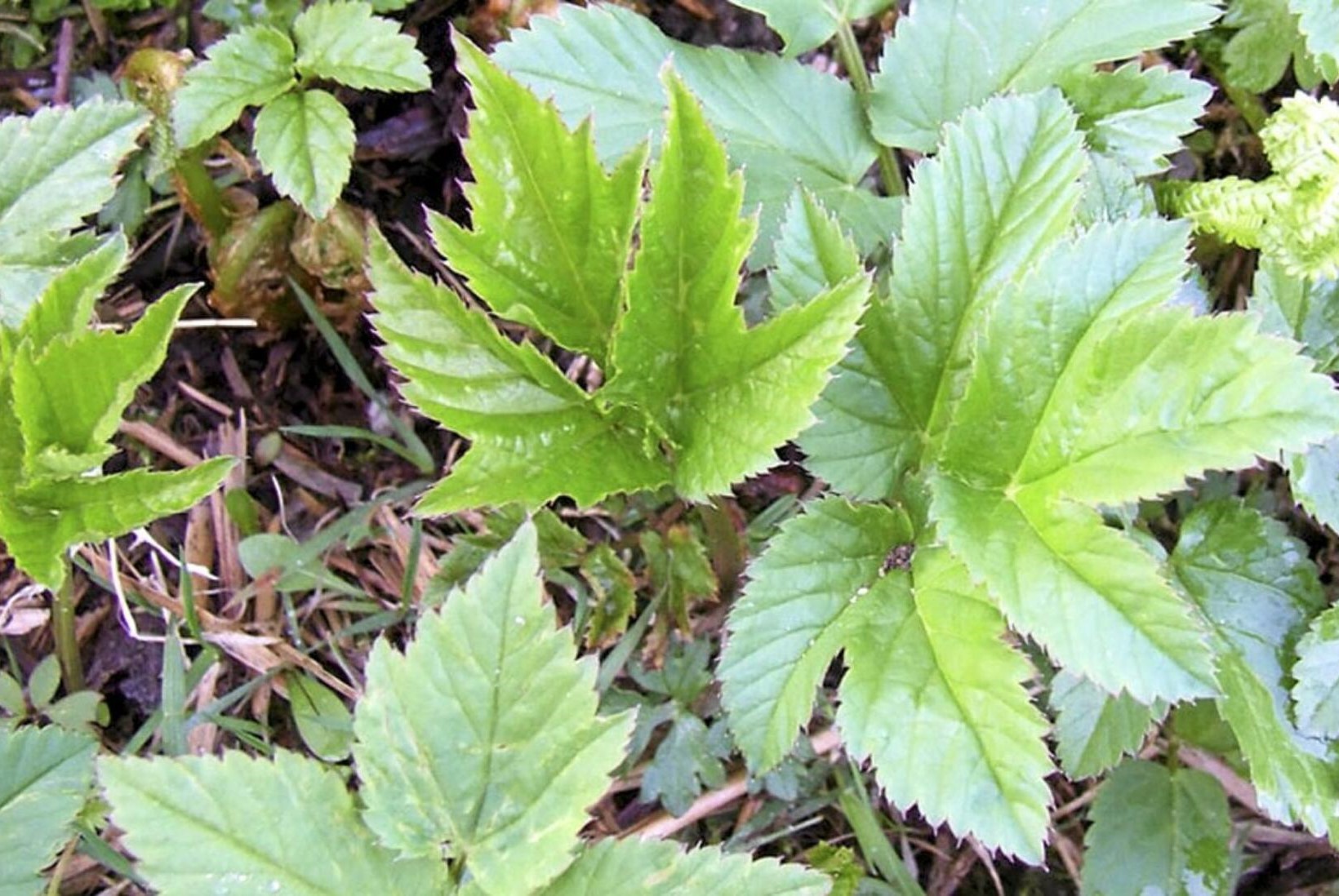 Nytteveksttur langs Øverlandselva